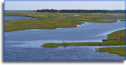 Fly-Fishing for Bass on the St. Johns River